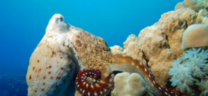 DIVE LOFT KRK - Tauchen in Kroatien - Preise